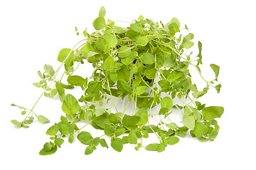 Image showing Oregano