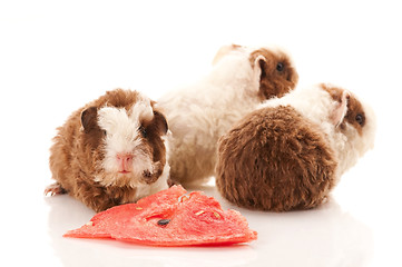 Image showing baby guinea pig