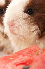 Image showing baby guinea pig