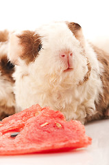 Image showing baby guinea pig