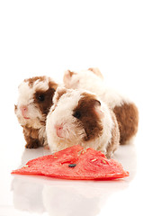 Image showing baby guinea pig