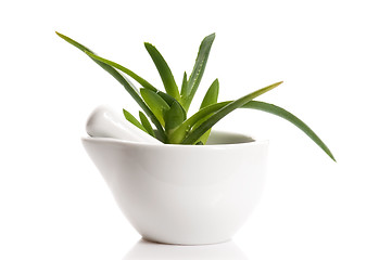 Image showing Aloe vera - herbal medicine 