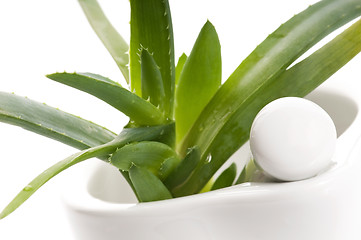 Image showing Aloe vera - herbal medicine 