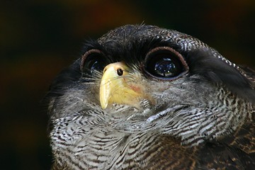 Image showing Owl