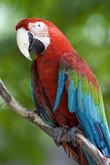 Image showing Parrot