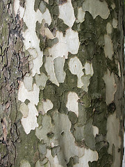 Image showing Tree bark