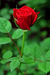 Image showing Rose