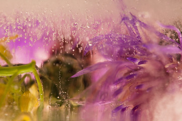 Image showing Frozen flowers. blossoms in the ice cube