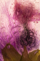 Image showing Frozen flowers. blossoms in the ice cube