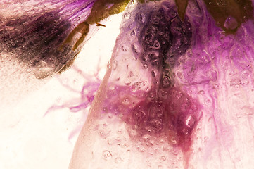 Image showing Frozen flowers. blossoms in the ice cube