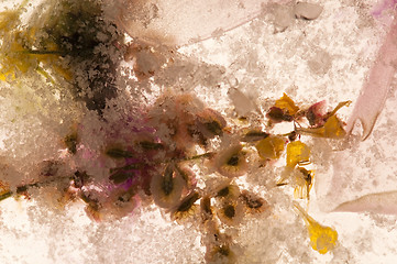 Image showing Frozen flowers. blossoms in the ice cube