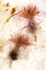 Image showing Frozen flowers. blossoms in the ice cube