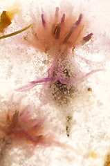 Image showing Frozen flowers. blossoms in the ice cube