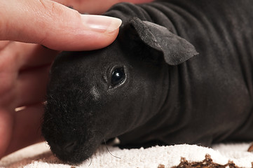 Image showing skinny guinea pig