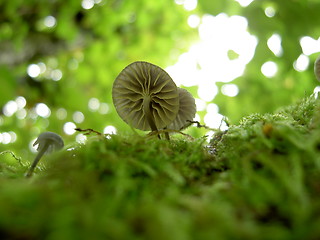 Image showing Mushrooms on moss