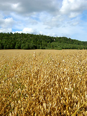 Image showing Oatfield in late summer