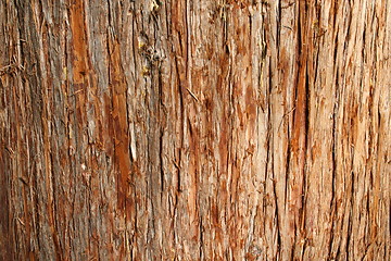 Image showing Cedar Bark