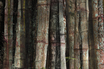 Image showing Bamboo forest