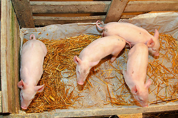 Image showing Piglets pen