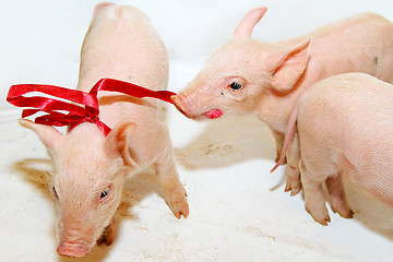 Image showing Piglet bow