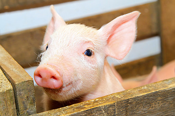Image showing Pink pig