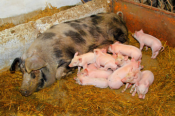 Image showing Piglets sucking