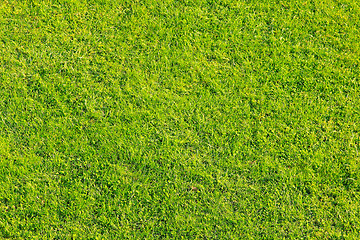 Image showing Green grass