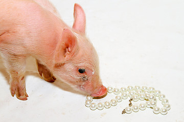 Image showing Pearls before piglet