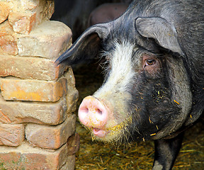 Image showing Black pig