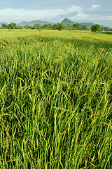 Image showing Paddy field