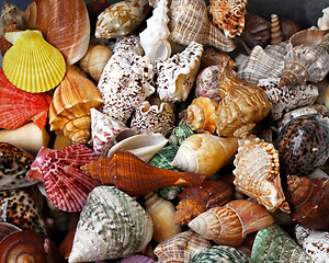 Image showing Sea shells