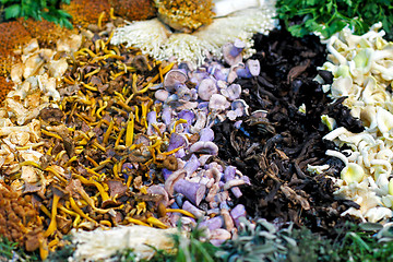 Image showing Wild mushrooms