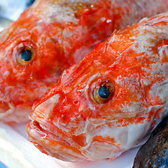 Image showing Red snapper