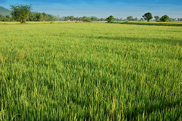 Image showing Rice field