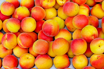 Image showing Apricots