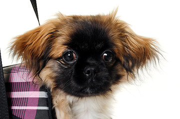 Image showing Face of puppy dog in bag