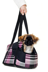 Image showing Puppy dog in bag