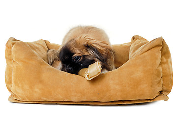 Image showing Puppy eating bone in dog bed