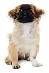 Image showing Puppy dog sitting on white background