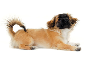 Image showing Resting puppy dog is looking up. Taken on a white background.