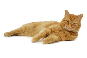 Image showing Red cat