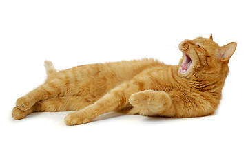 Image showing Sleepy cat