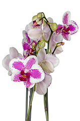 Image showing Purple orchid flower