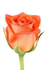 Image showing Beautiful orange rose flower