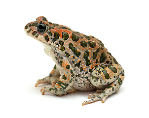 Image showing toad sitting