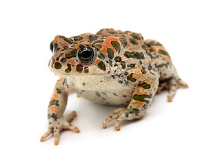 Image showing toad sitting