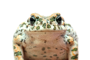 Image showing toad macro portrait