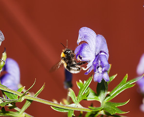 Image showing bumble bee on blue flower