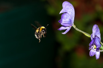 Image showing Bumble bee in flight