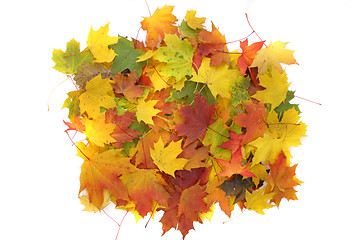 Image showing autumn background